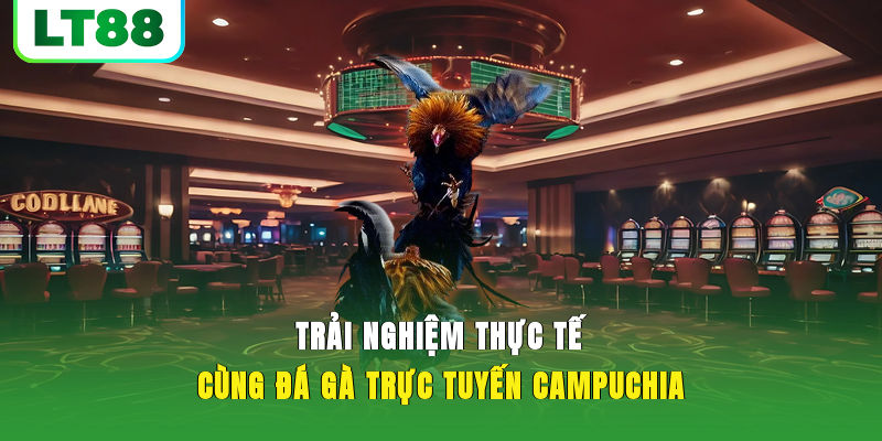 Trải nghiệm thực tế cùng đá gà trực tuyến Campuchia